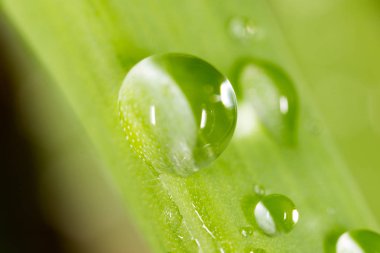 Çimlerin üzerindeki çiy damlaları. makro