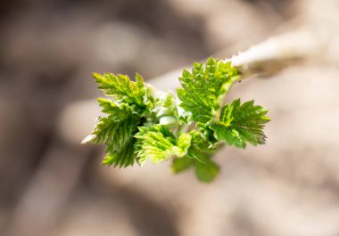 doğa genç Ahududu yaprakları