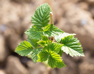 doğa genç Ahududu yaprakları