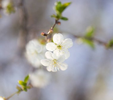 Ağaçtaki beyaz çiçekler