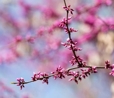 Doğada ağaçtaki kırmızı çiçekler