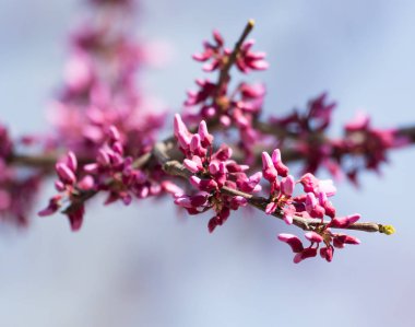 Doğada ağaçtaki kırmızı çiçekler
