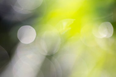 Yeşil doğanın bokeh arka planı