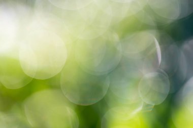 Yeşil doğanın bokeh arka planı