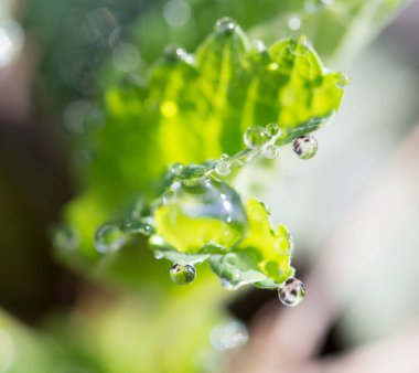 çilek yapraklarda su damlaları