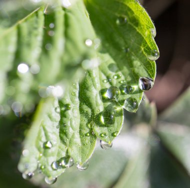 çilek yapraklarda su damlaları