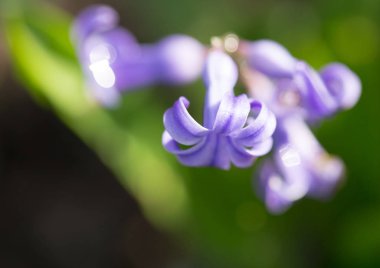doğa güzel mavi çiçek. Makro