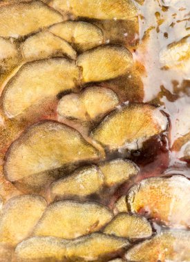 Arka plan olarak sazan pulları. makro