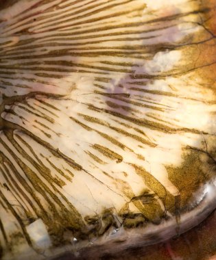 Arka plan olarak sazan pulları. makro