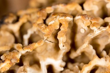 arka plan olarak Morel mantarlı. Makro