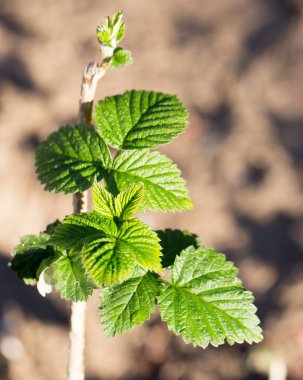 doğa genç Ahududu yaprakları