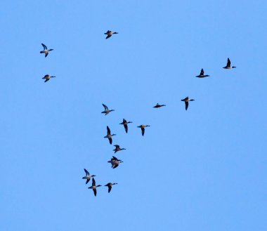 Gökyüzündeki kuş sürüsü