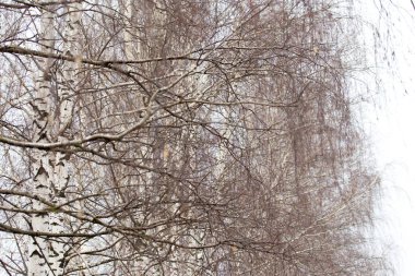 Gün doğumunda bir ağacın çıplak dalları