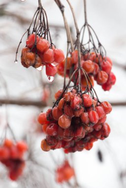 Kışın ağaçta kırmızı viburnum