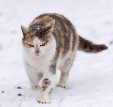 Kışın kardaki kedi