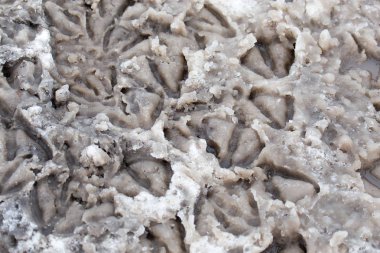 Arka plan olarak karda kaz ayak izleri