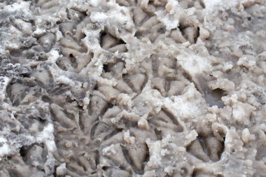 Arka plan olarak karda kaz ayak izleri