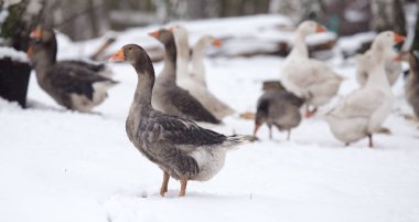 geese in the winter nature clipart