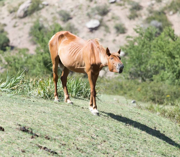 Cavallo sulla natura — Foto Stock