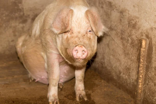 Портрет свиньи на ферме — стоковое фото
