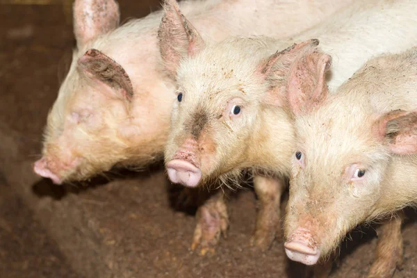 Drei kleine Schweine auf dem Hof — Stockfoto