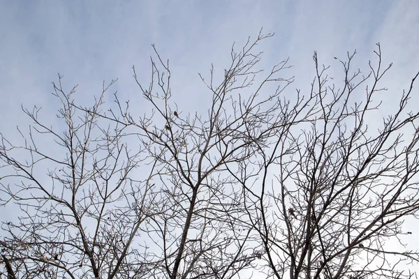Ramos nus de uma árvore contra o céu matutino — Fotografia de Stock