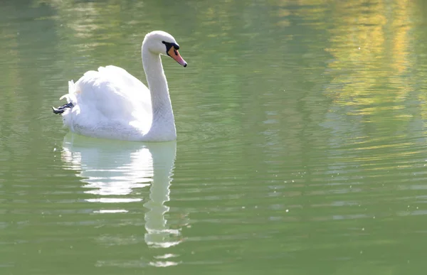 Labuť bílá na jezeře — Stock fotografie