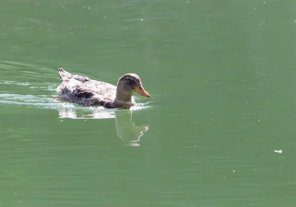 Ente auf dem See in der Natur — Stockfoto