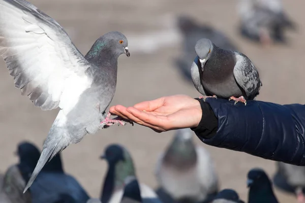 Pigeon on the hand on nature — Stock Photo, Image