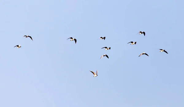 Eine Schar Möwen vor blauem Himmel — Stockfoto