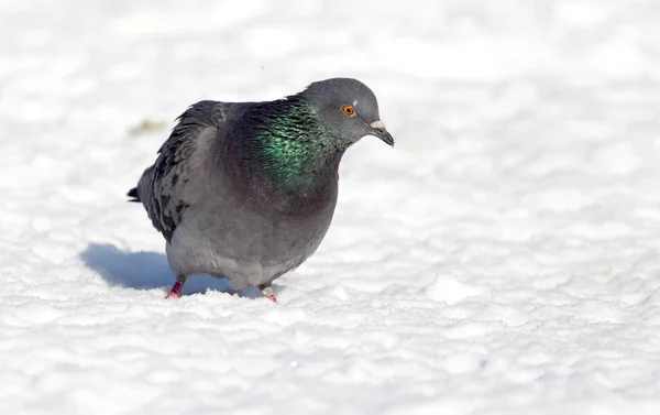 Taube im Schnee auf der Natur — Stockfoto