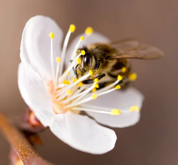 Bee on a flower in the nature. macro — Stock Photo, Image