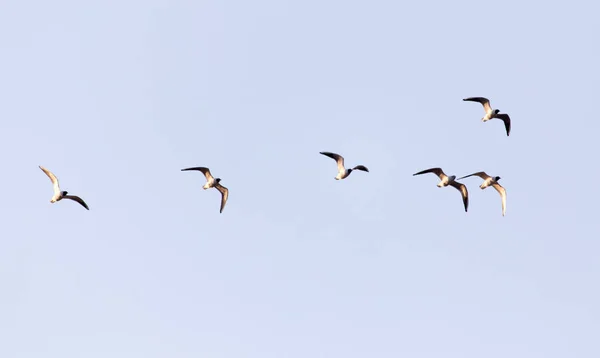 A flock of seagulls in the sky at sunset — Stock Photo, Image