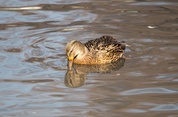 Kachna v jezeře v přírodě — Stock fotografie