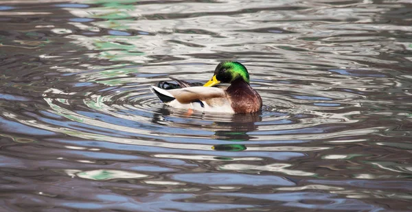 Kachna v jezeře v přírodě — Stock fotografie