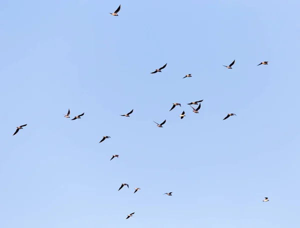En flock måsar mot en blå himmel — Stockfoto
