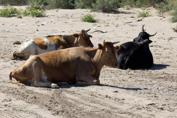 Kuh auf der Natur — Stockfoto