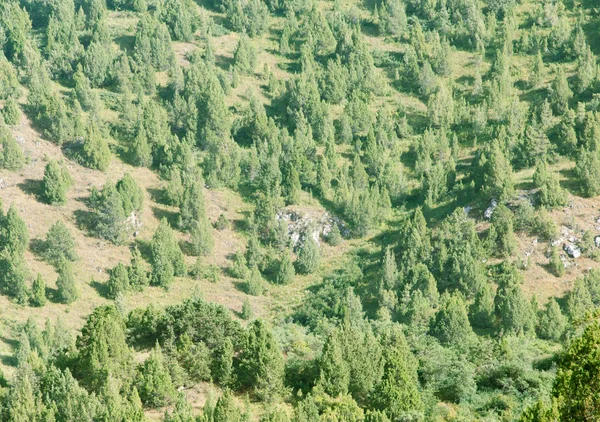 Coniferous trees in nature — Stock Photo, Image