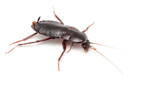 Kakkerlak op een witte achtergrond — Stockfoto
