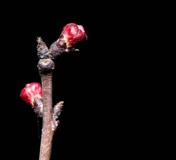 Flowers on the tree in nature on a black background. macro — Stock Photo, Image