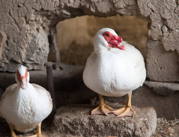 Oie à la ferme — Photo