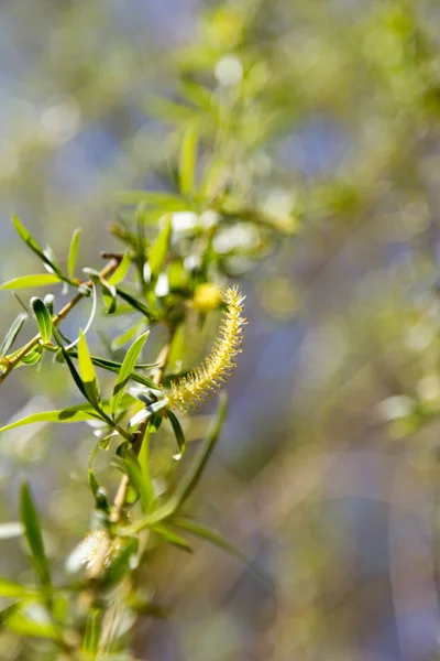 Blumen auf dem Baum in der Natur Weide — Stockfoto