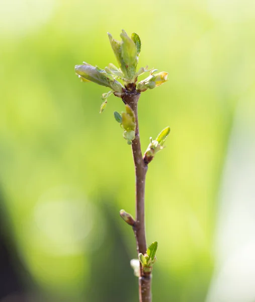 Las hojas pequeñas sobre el árbol en primavera. macro — Foto de Stock