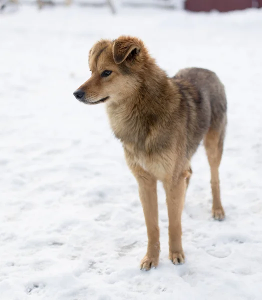 Ritratto del cane all'aperto in inverno — Foto Stock