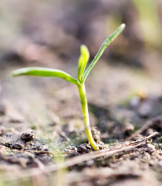 Young plant in the ground outdoors. macro — Stock Photo, Image