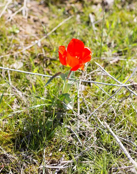 Tulipa vermelha na natureza selvagem — Fotografia de Stock