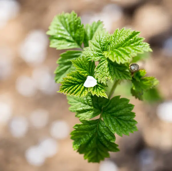 Young raspberry leaves in nature — Stock Photo, Image