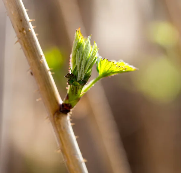 Junge Himbeerblätter in der Natur — Stockfoto