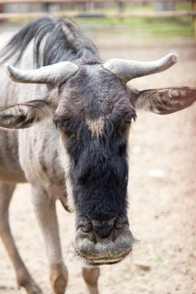 Antilope in een dierentuin — Stockfoto