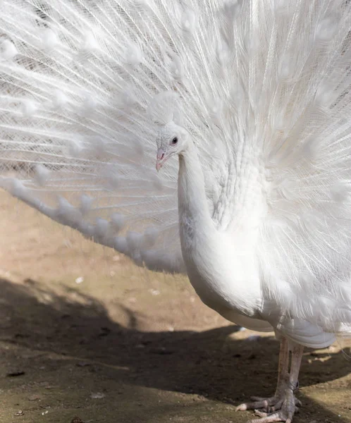 Retrato del hermoso pavo real blanco masculino con plumas de cola extendidas —  Fotos de Stock